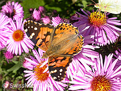 Distelfalter (Cynthia cardui)
