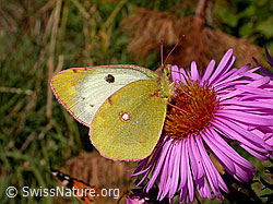 Photo: Goldene Acht