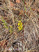 Gelber Zahntrost (Odontites luteus) (F007503) Gelber Zahntrost (Odontites luteus) (F007503)