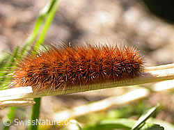 Foto: Raupe des Wegerichbärs (Arctia plantaginis)