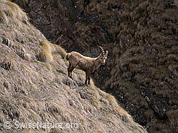 Foto: Steinbock im Gelände
