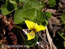 Photo: Blüte und Blätter des gelben Bergveilchens (Viola biflora)