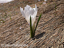 Foto: Einzelnes Frühlings-Krokus