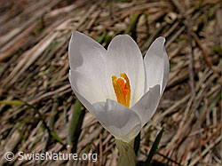 Foto: Blütenkelch eines Frühlings-Krokus
