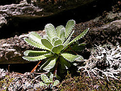 Foto: Blätter des Trauben-Steinbrech