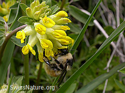 Berghummel (Bombus mesomelas) an Echtem Wundklee (Anthyllis vulneraria) (F010613) Berghummel (Bombus mesomelas) an Echtem Wundklee (Anthyllis vulneraria) (F010613)