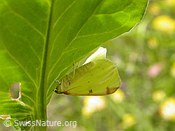 Foto: Gelbspanner (Opisthograptis luteolata)