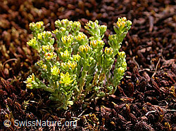 Foto: Alpen-Mauerpfeffer (Sedum alpestre)