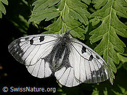 Foto: Schwarzer Apollo (Parnassius mnemosyne)