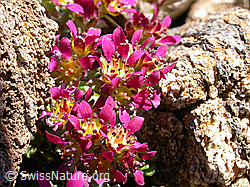 Foto: Zweiblütiger Steinbrech