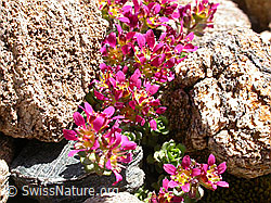 Foto: Zweiblütiger Steinbrech zwischen Felsen