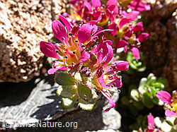 Foto: Zweiblütiger Steinbrech, Blüte