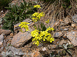 Foto: Felsen-Steinkraut