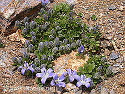 Foto: Mont Cenis-Glockenblume (Campanula cenisia)
