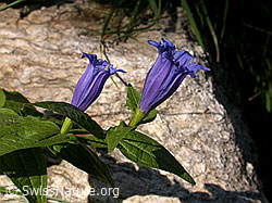 Photo: Gentiana asclepiadea