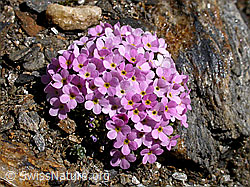 Photo: Alpen-Mannsschild, Polster