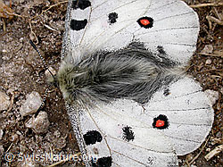 Foto: Apollofalter (Parnassius apollo)