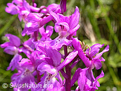 Foto: Männliches Knabenkraut, Blüte