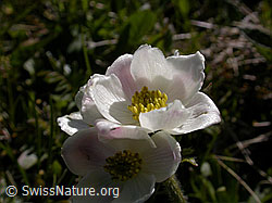 Foto: Narzissenblütige Anemone, Blüte