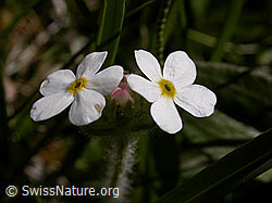 Foto: Bewimperter Mansschild, Blüten