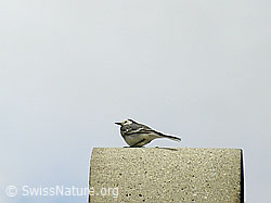 Bachstelze (Motacilla alba) (F023848) Bachstelze (Motacilla alba) (F023848)