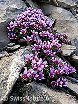 Foto: Gegenblättriger Steinbrech