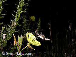 Windenschwärmer (Agrius convolvuli) an Zweijährige Nachtkerze (Oenothera biennis) (F026804) Windenschwärmer (Agrius convolvuli) an Zweijährige Nachtkerze (Oenothera biennis) (F026804)
