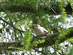 Foto: Junger Buntspecht