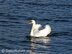 Foto: Stolzer Schwan (Cygnus olor)