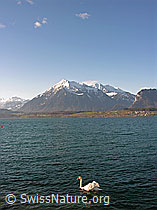 Foto: Thunersee: Niesen und Höckerschwan (Cygnus olor)