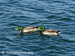 Foto: Stockenten