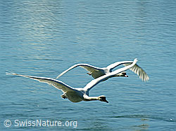 Foto: Fliegende Schwäne (Cygnus olor)