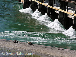 Foto: Thun: Wasserwehr und schlafende Enten