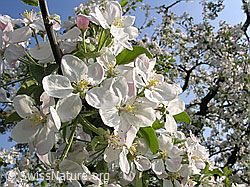 Foto: Blüten des Apfelbaums