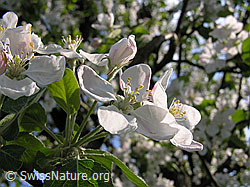Foto: Blüten des Apfelbaums