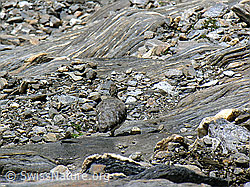 Foto: Alpenschneehuhn in Geröllhalde