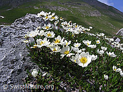 F038324: Silberwurz