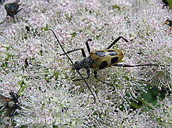 Foto: Gelber Vierfleckbock (Pachyta quadrimaculata)