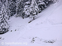 Foto: Hirsche im Schnee