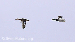 Foto: Stockenten im Flug