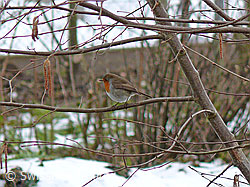Rotkehlchen (F045885)