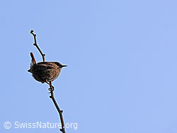 Foto: Zaunkönig (Troglodytes troglodytes)
