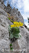 Foto: Flühblümchen in Felsspalte