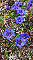 Photo: Enziangruppe