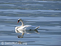 Foto: Höckerschwan (Cygnus olor) mit Spiegelung