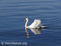 Foto: Schwimmender Höckerschwan (Cygnus olor) mit Spiegelbild