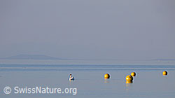 Foto: Schwan (Cygnus olor) und gelbe Bojen