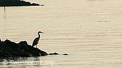 Foto: Graureiher (Ardea cinerea) am Seeufer