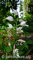 Langblättriges Waldvögelein (Cephalanthera longifolia) (F048763)