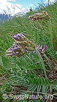 Foto: Samtiger Spitzkiel